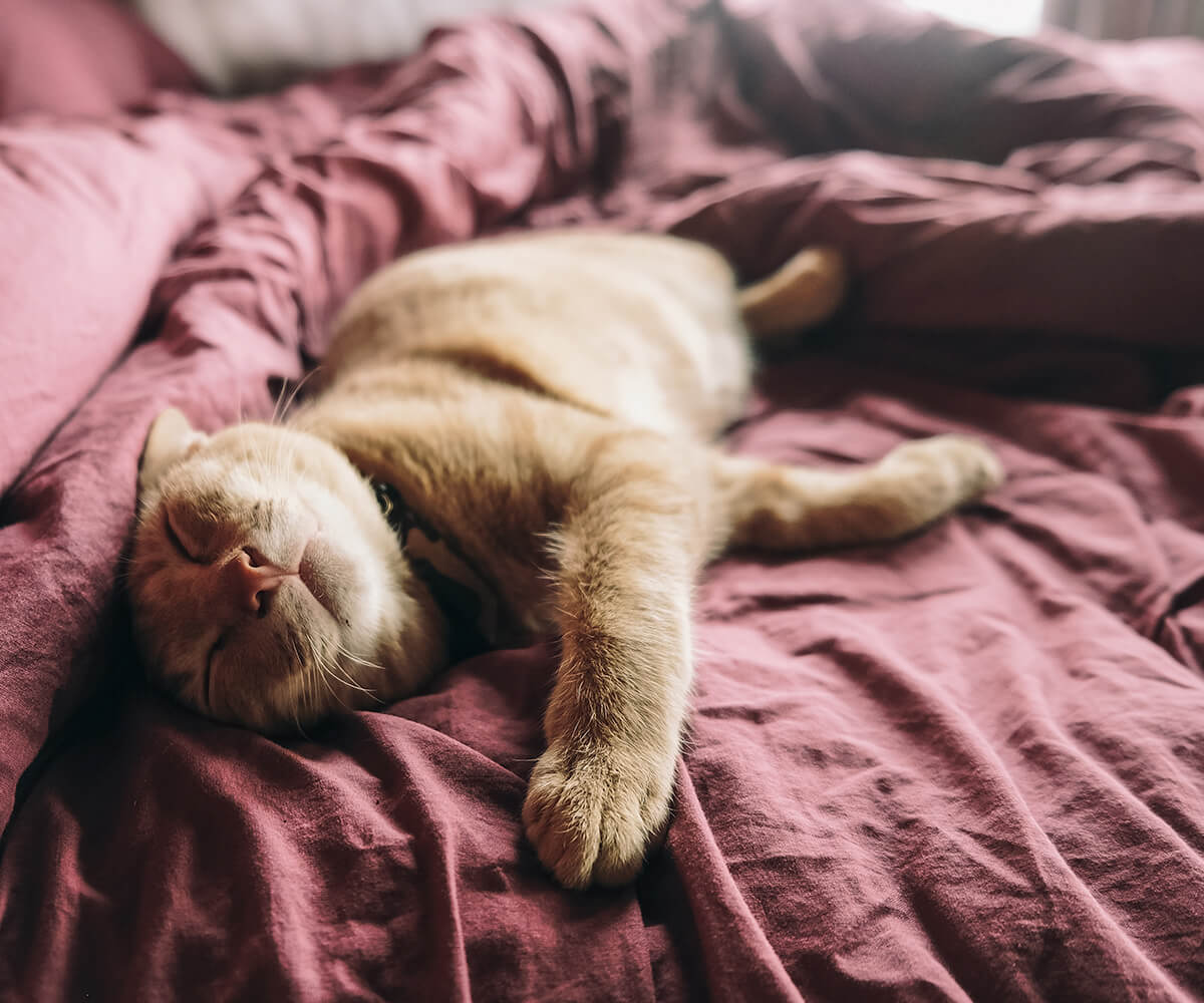 Image of a pet