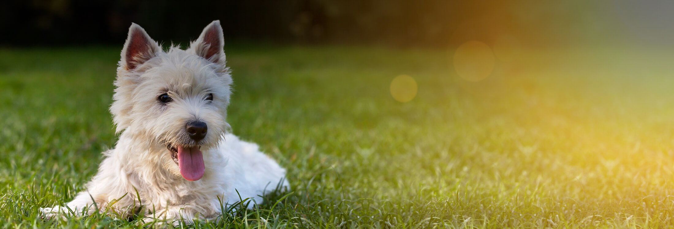 Pets Page Image